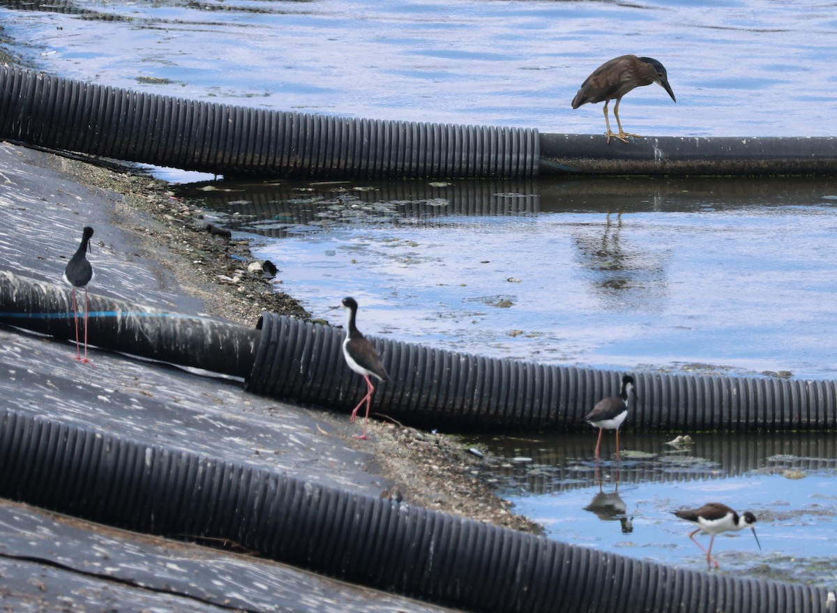 Zankaluze kaskabeltza - ML644349030