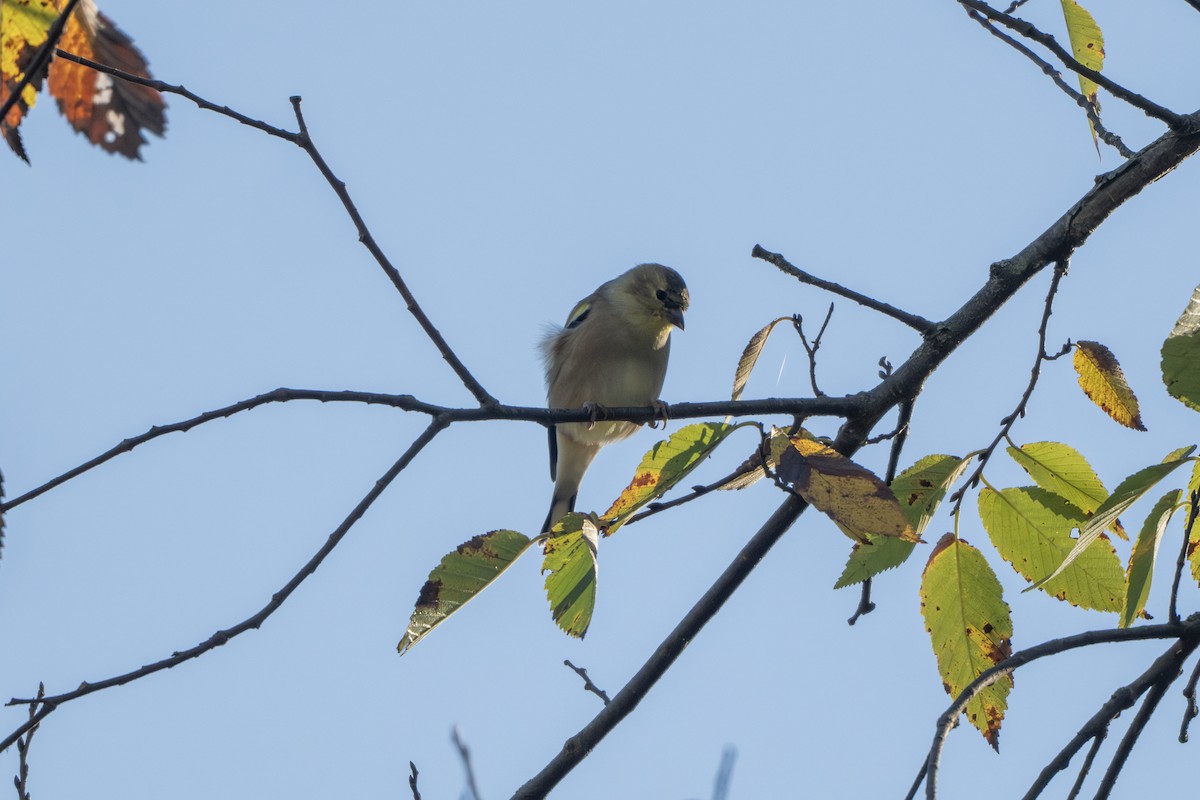 American Goldfinch - ML644349031
