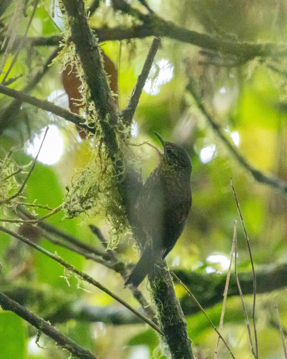 Hellkehl-Stachelschwanz - ML644349032