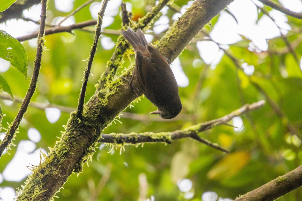 Hellkehl-Stachelschwanz - ML644349033