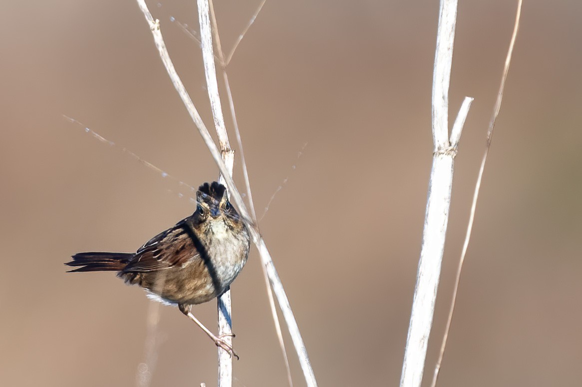 Swamp Sparrow - ML644349034