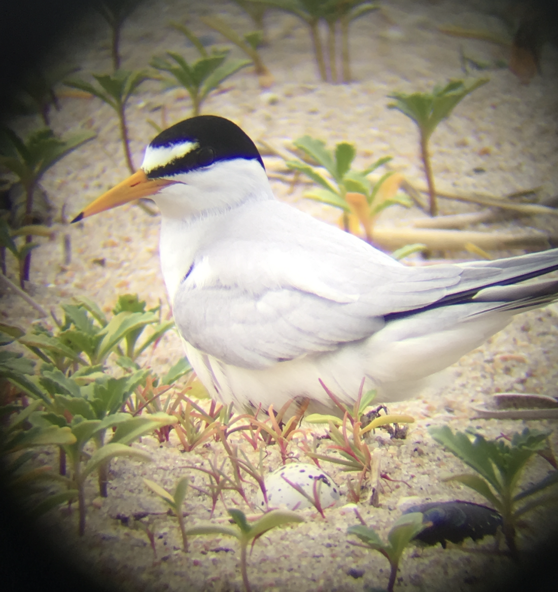 Txenadatxo antillarra - ML644349035