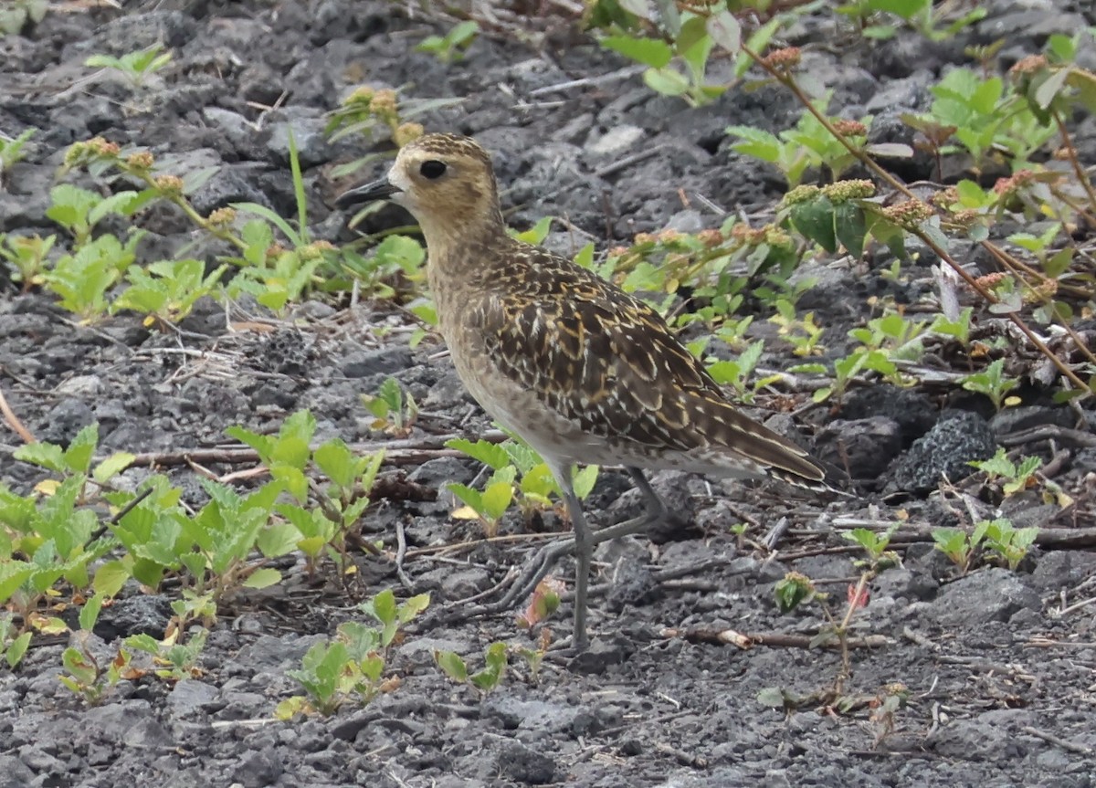 Urre-txirri siberiarra - ML644349037