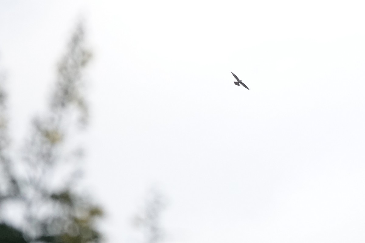 Belatz handia - ML644349038