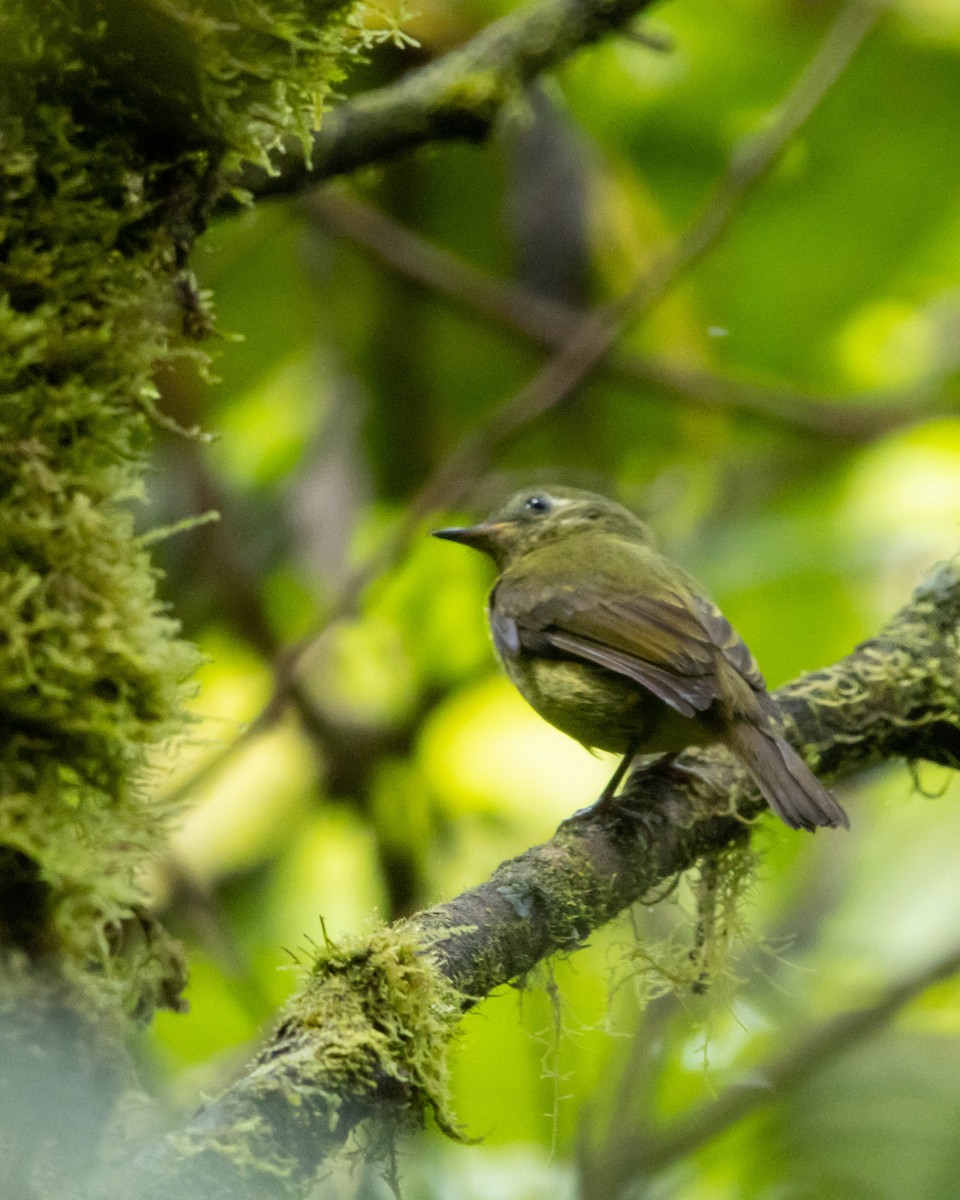 Olive-streaked Flycatcher - ML644349039