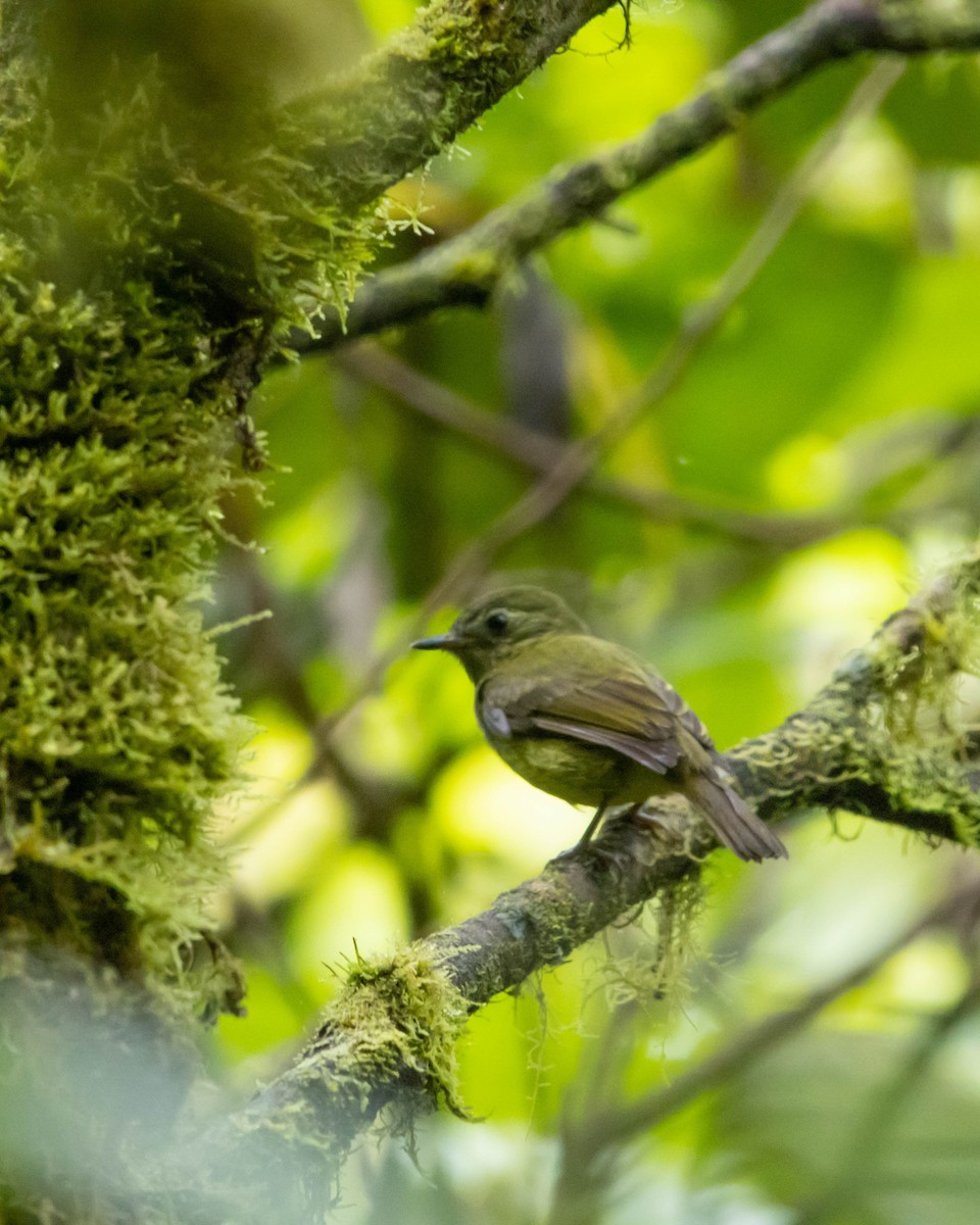 Olive-streaked Flycatcher - ML644349040