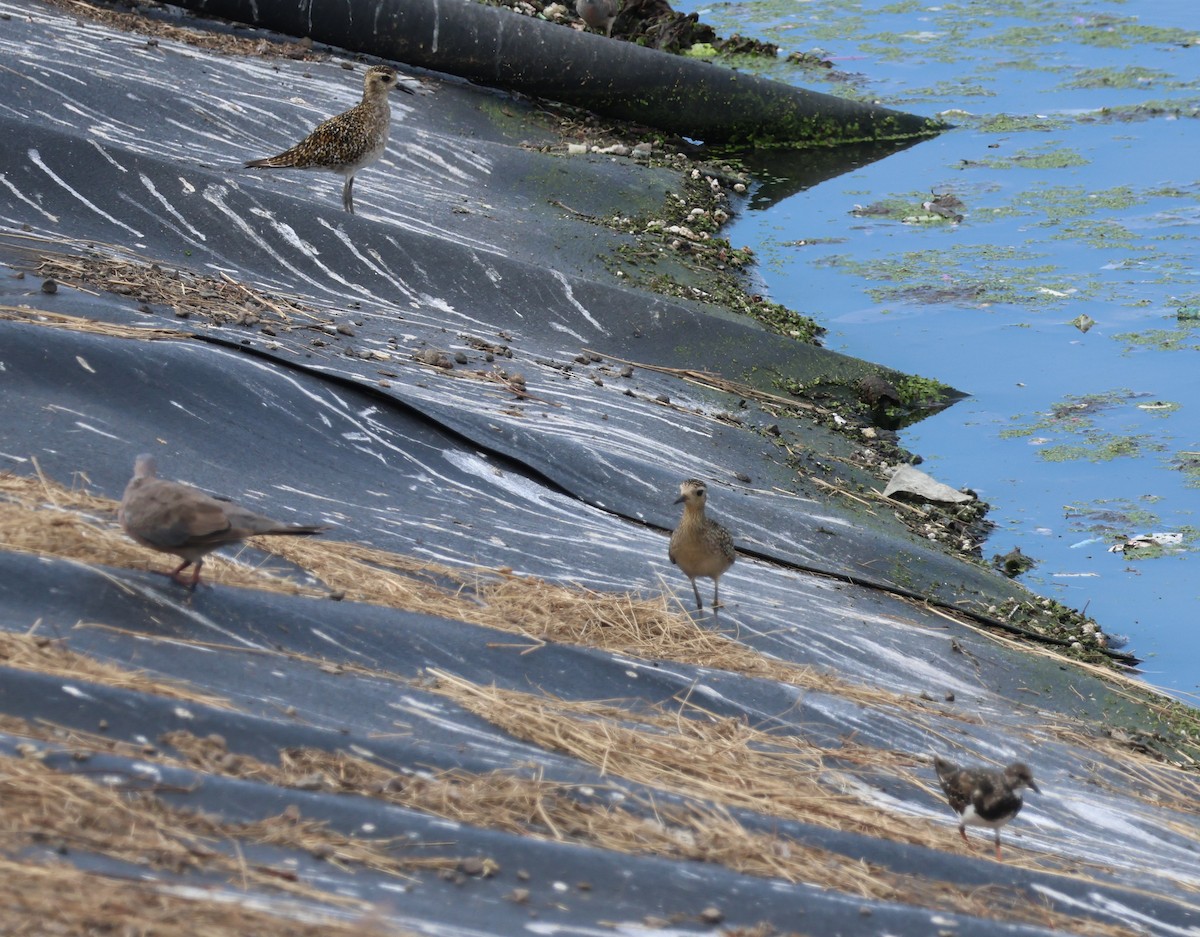 Urre-txirri siberiarra - ML644349041