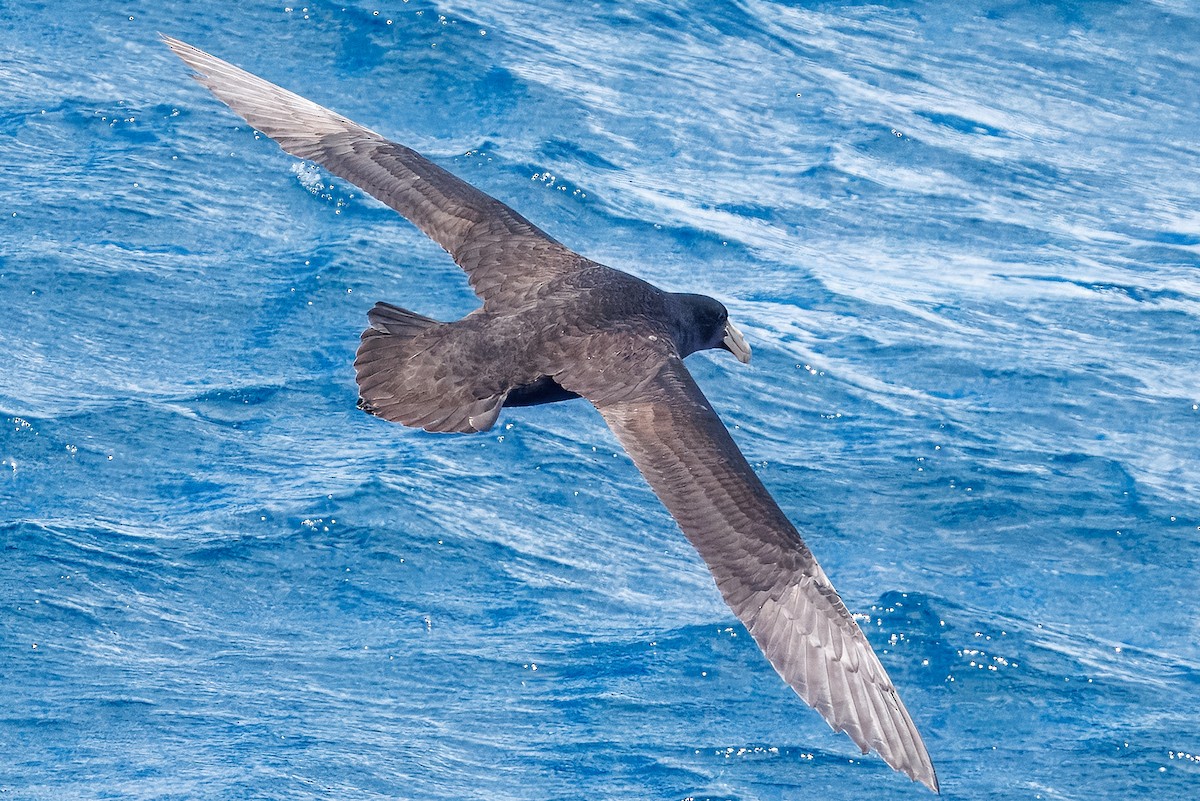 Petreltzar argia - ML644349042
