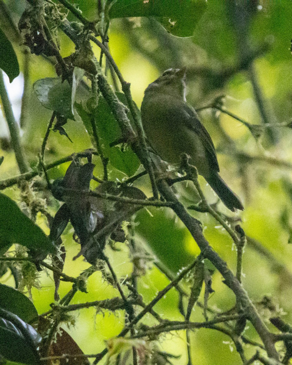 costaricaparula - ML644349043