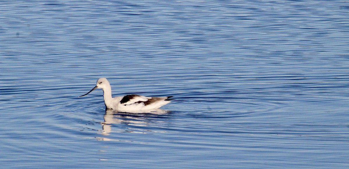 Abozeta laranja - ML644349045