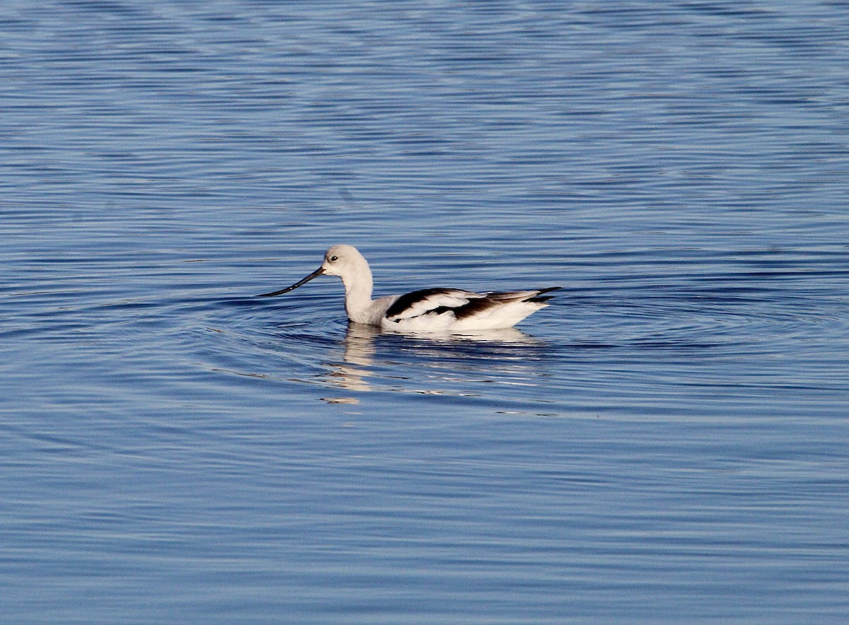 Abozeta laranja - ML644349046