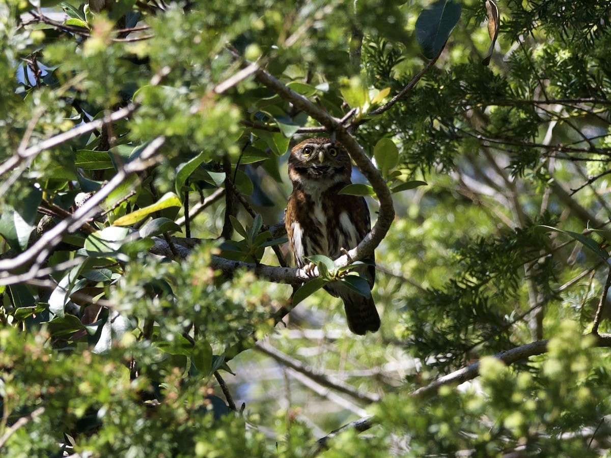 Austral Pygmy-Owl - ML644349047