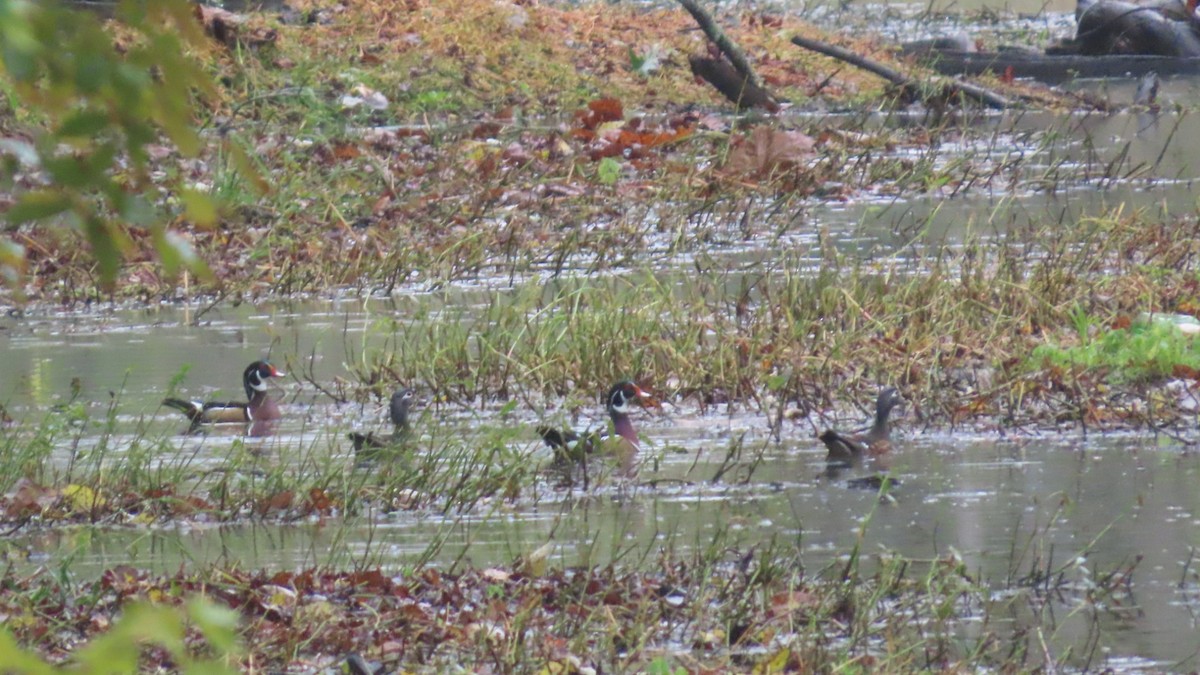 Ahate karolinarra - ML644349048