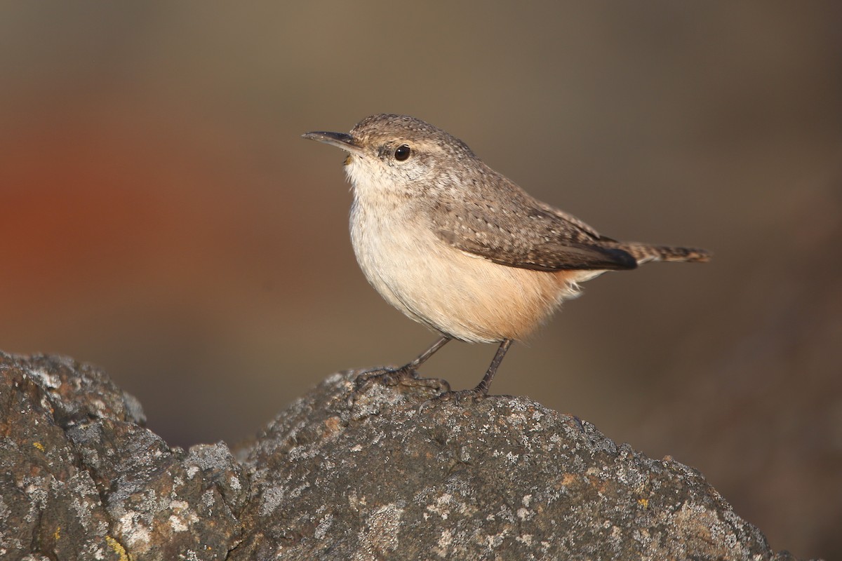 Rock Wren - ML644349050