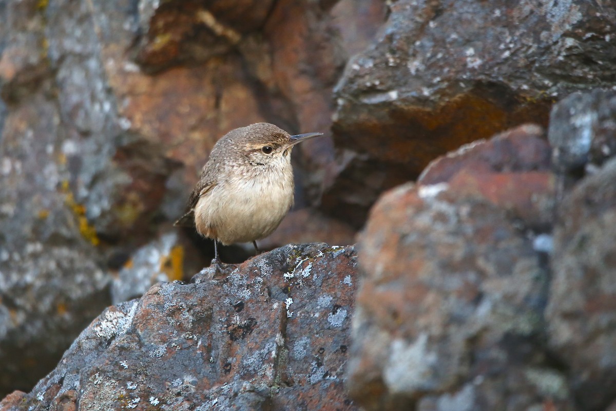Rock Wren - ML644349052