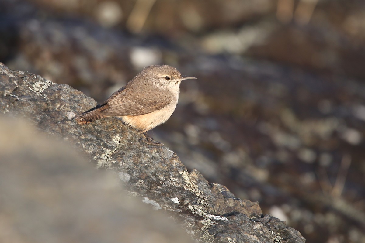 Rock Wren - ML644349053