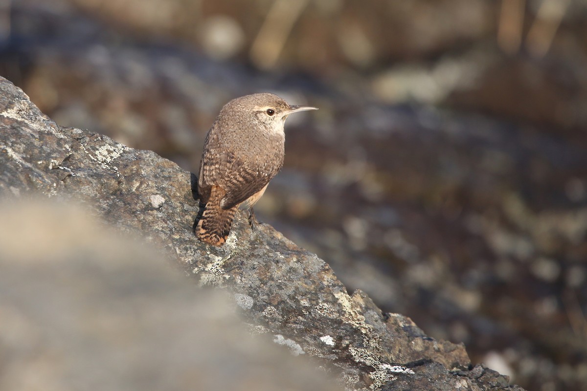 Rock Wren - ML644349054