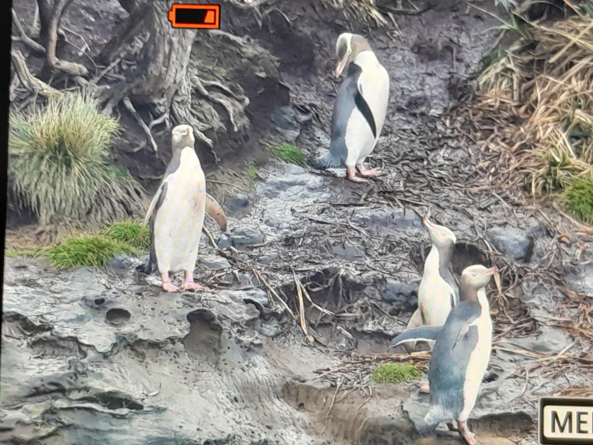 Yellow-eyed Penguin - ML644349056