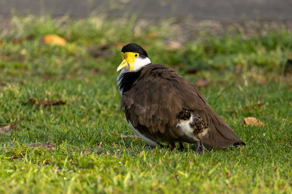 Hegabera maskaraduna - ML644349057