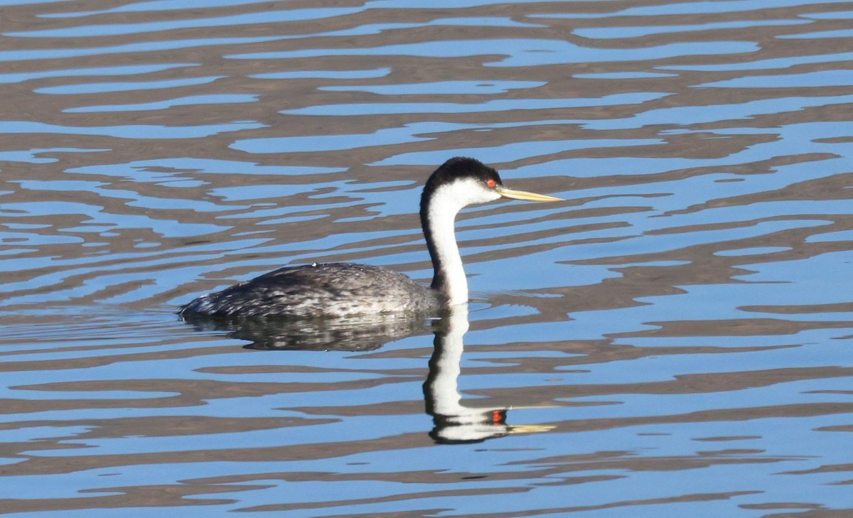 Murgil mendebaldarra - ML644349058