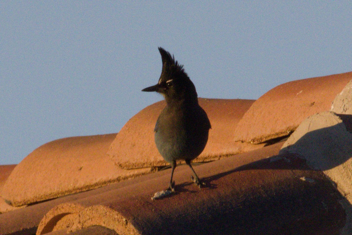 Steller's Jay (Southwest Interior) - ML644349059