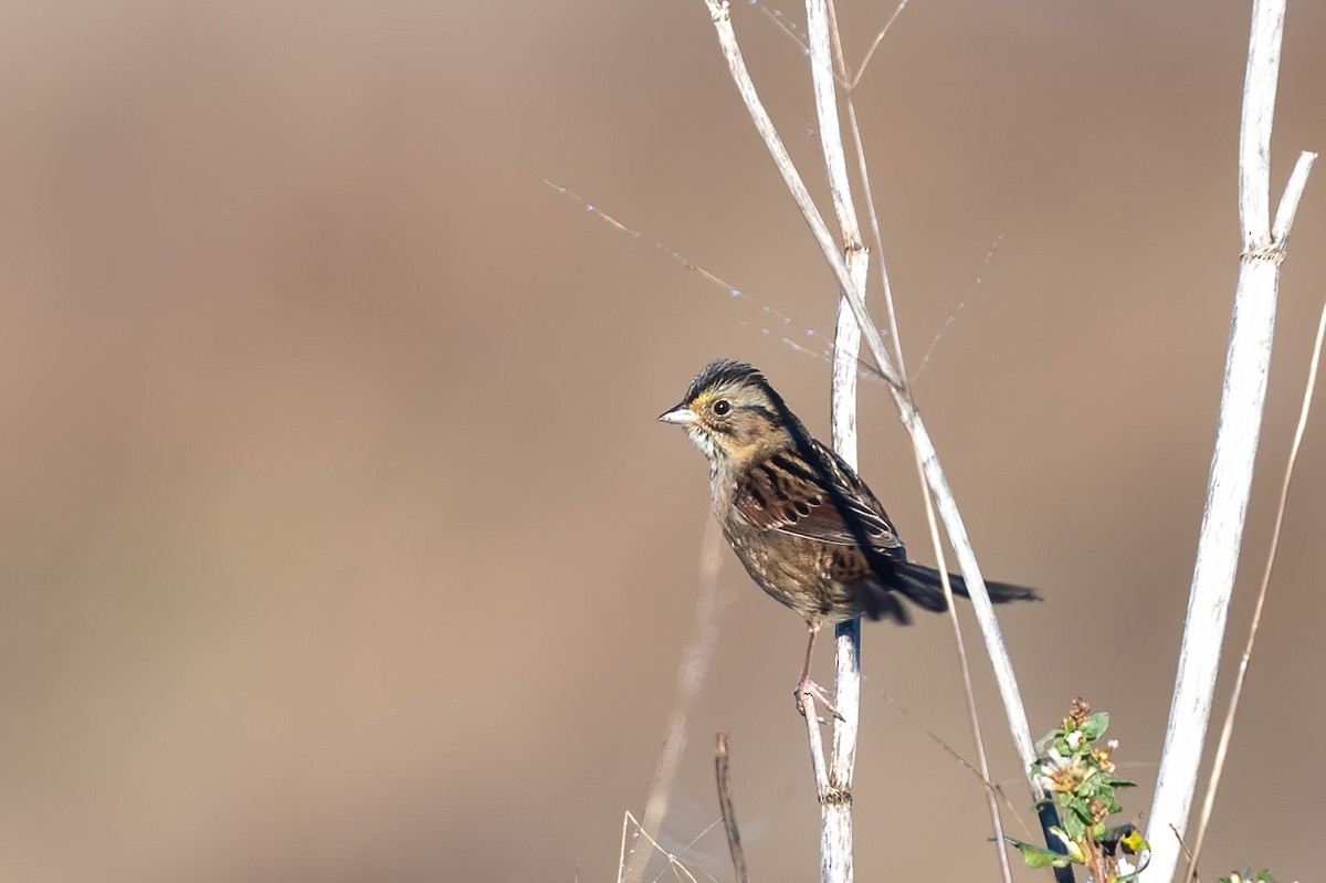Swamp Sparrow - ML644349060