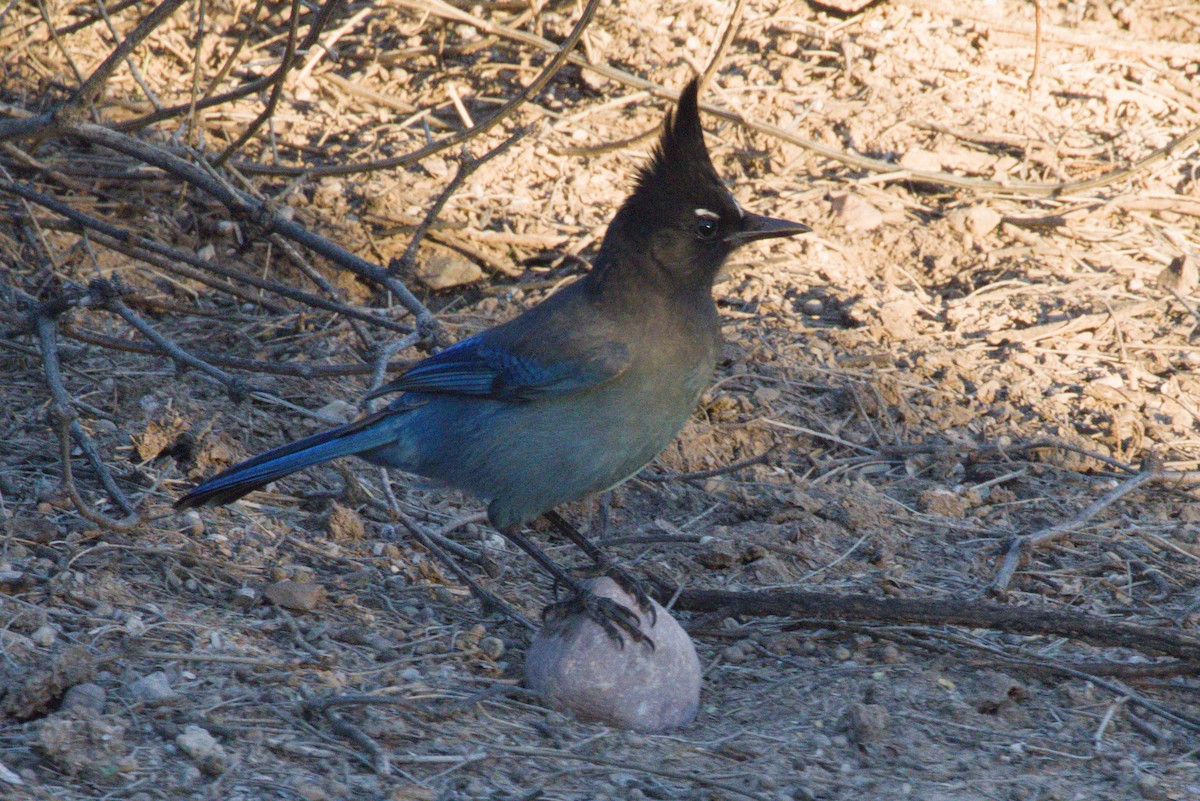 Steller's Jay (Southwest Interior) - ML644349063