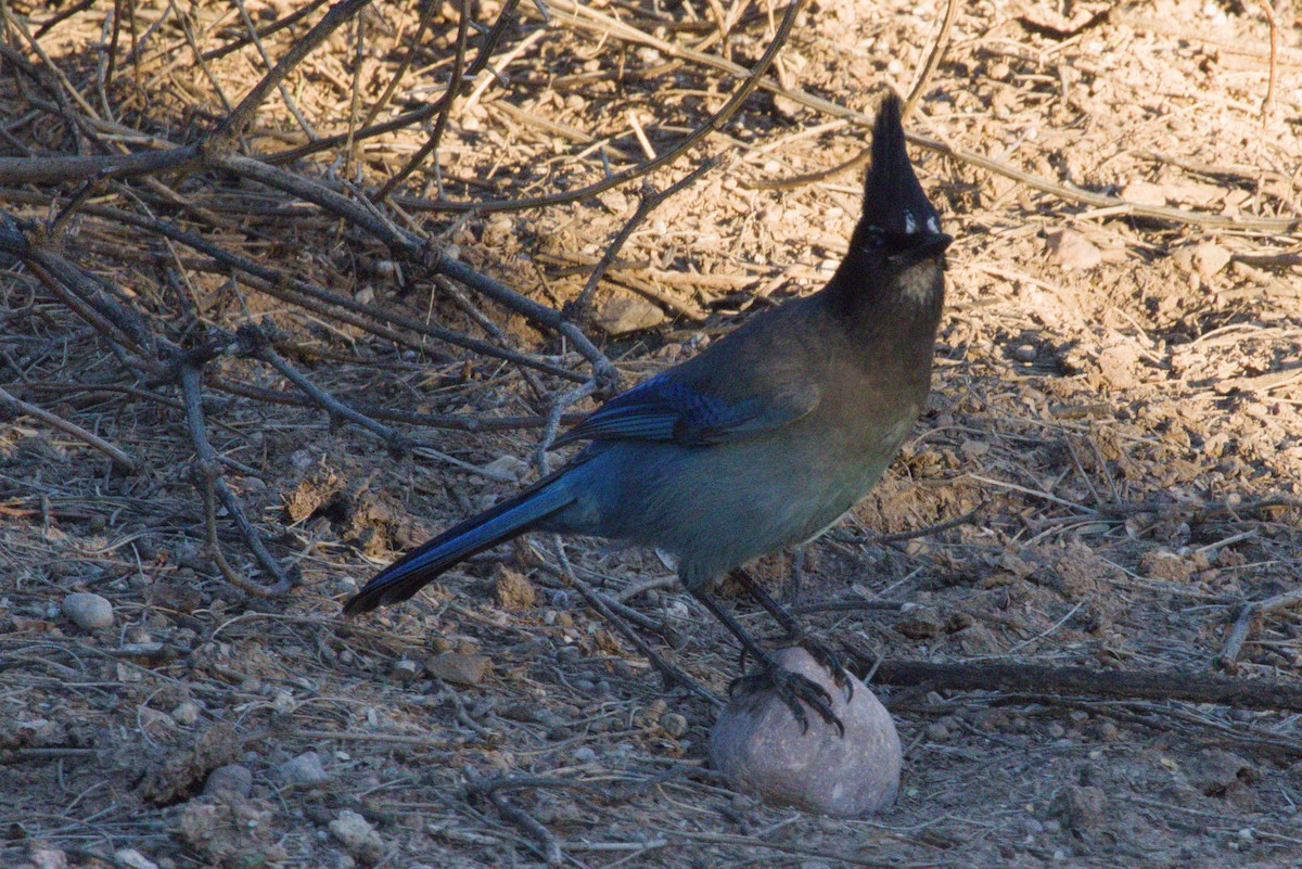Steller's Jay (Southwest Interior) - ML644349064