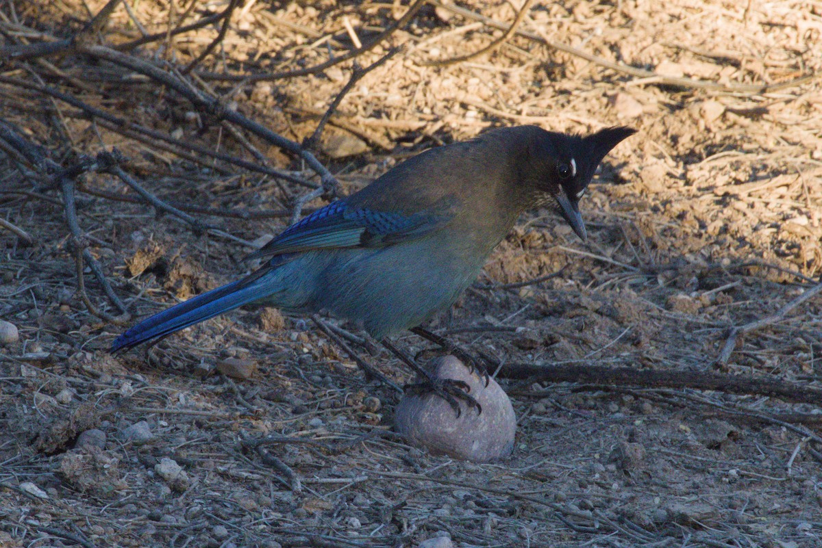 Steller's Jay (Southwest Interior) - ML644349065