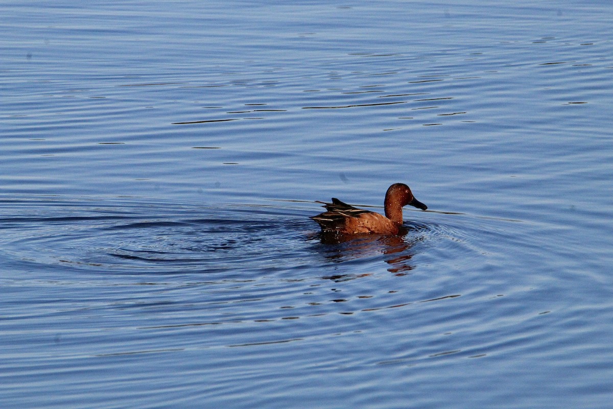 Cinnamon Teal - ML644349066
