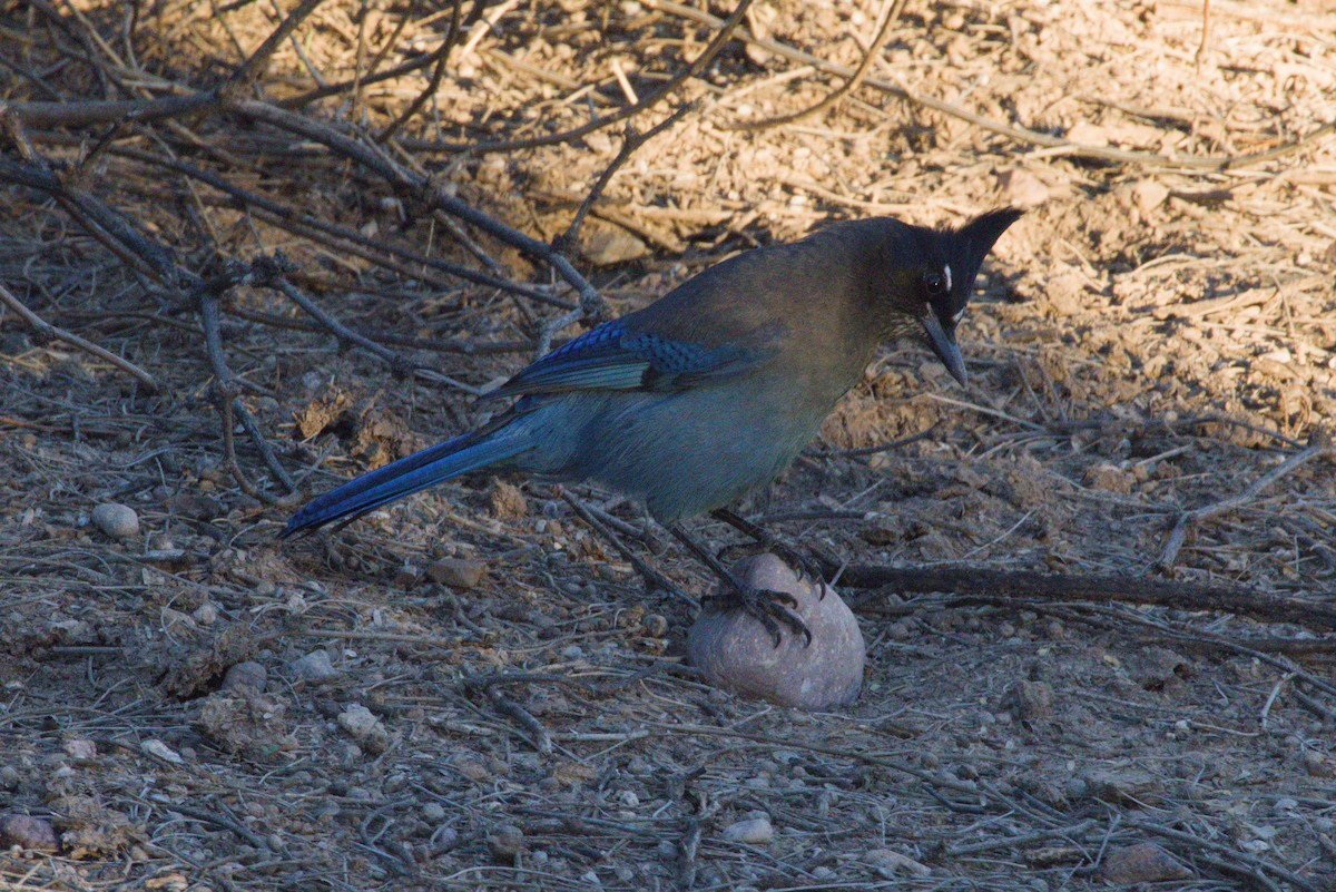 Steller's Jay (Southwest Interior) - ML644349067