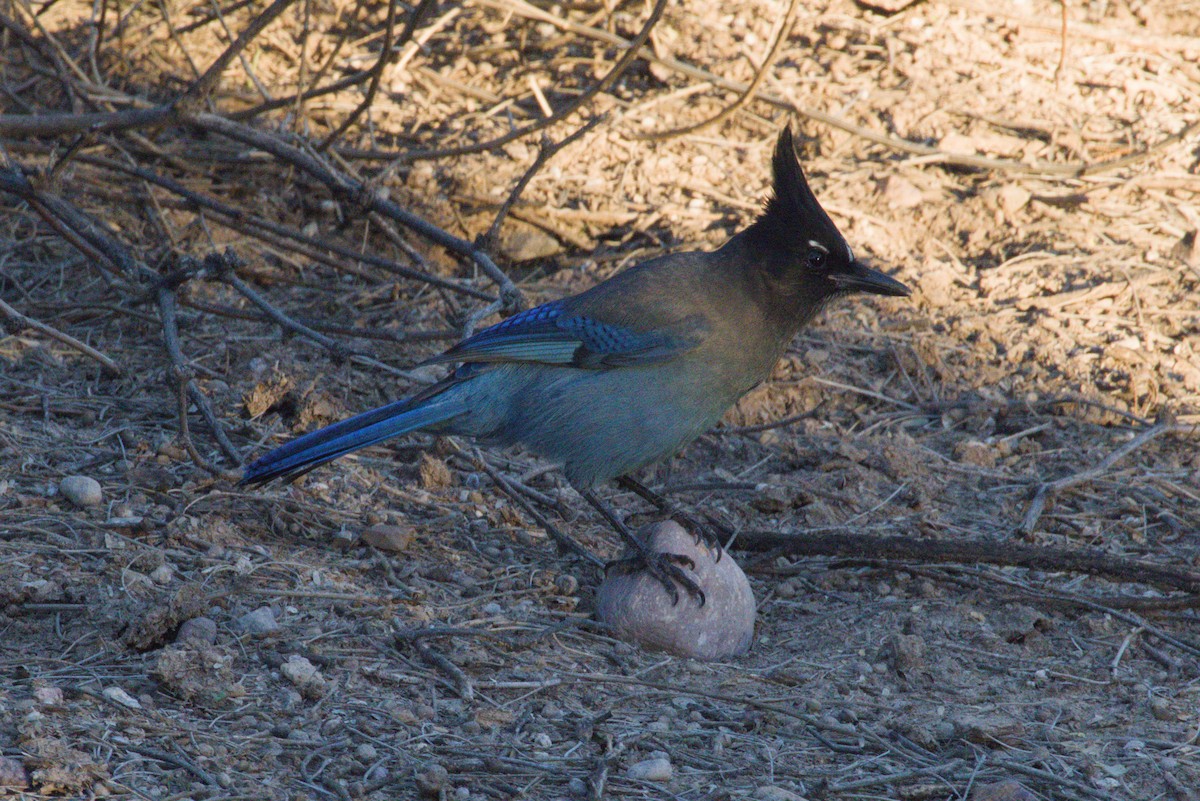 Steller's Jay (Southwest Interior) - ML644349068