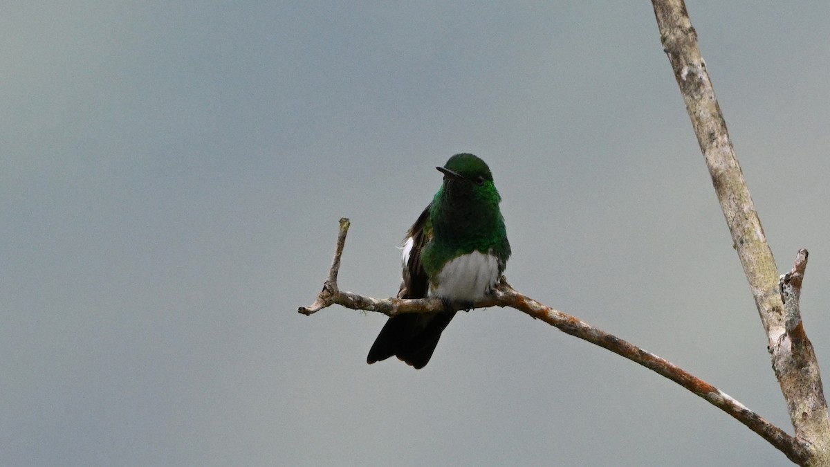 Snowy-bellied Hummingbird - ML644349069