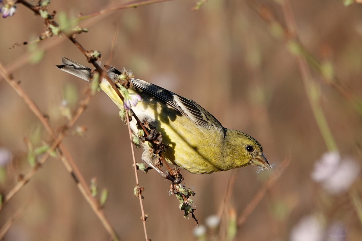 Lesser Goldfinch - ML644349070