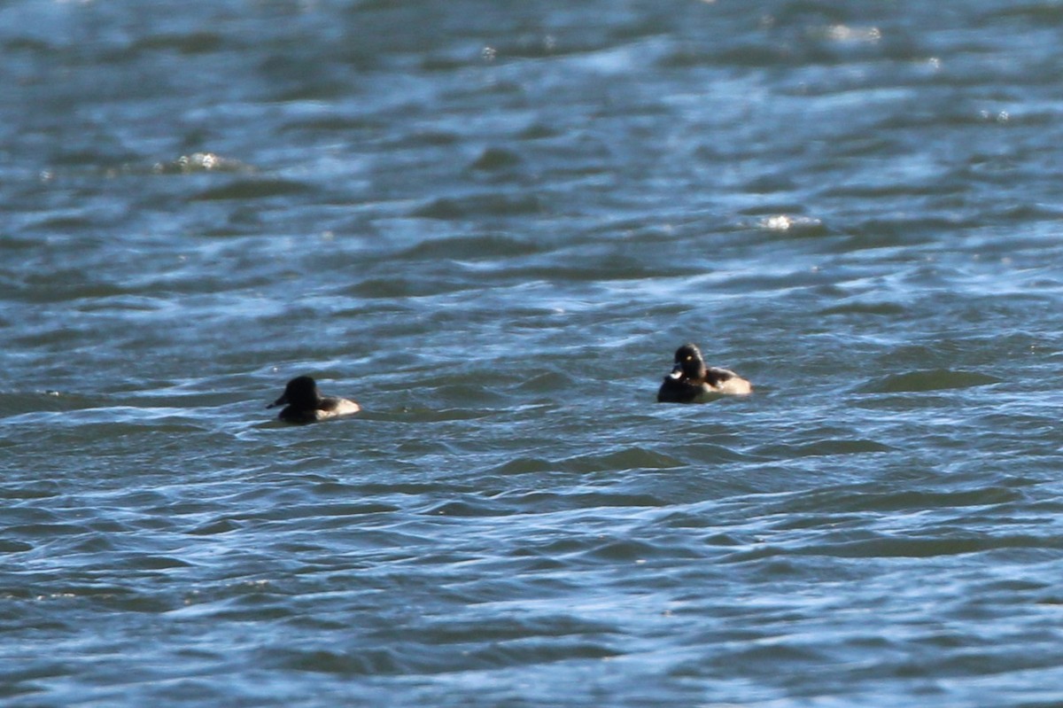 環頸潛鴨 - ML644349071