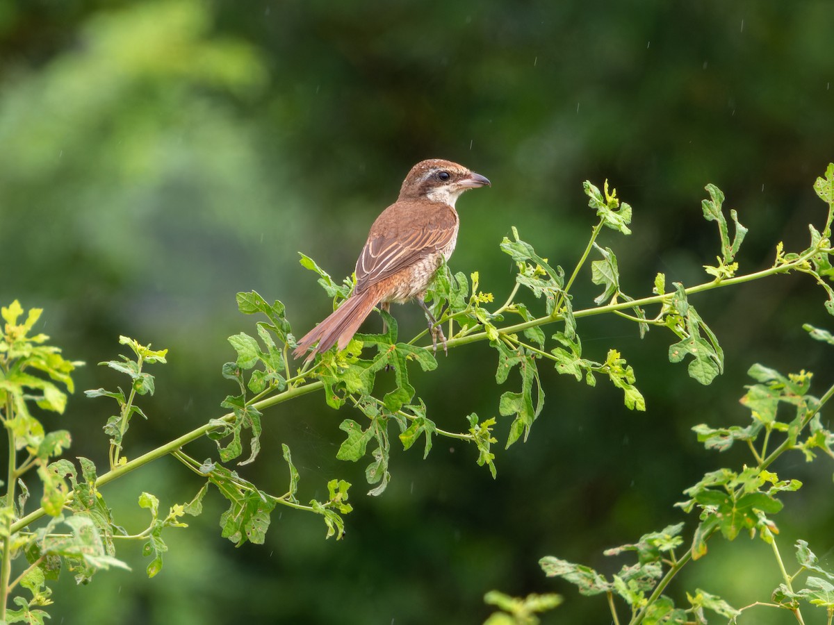 紅尾伯勞 - ML644349072