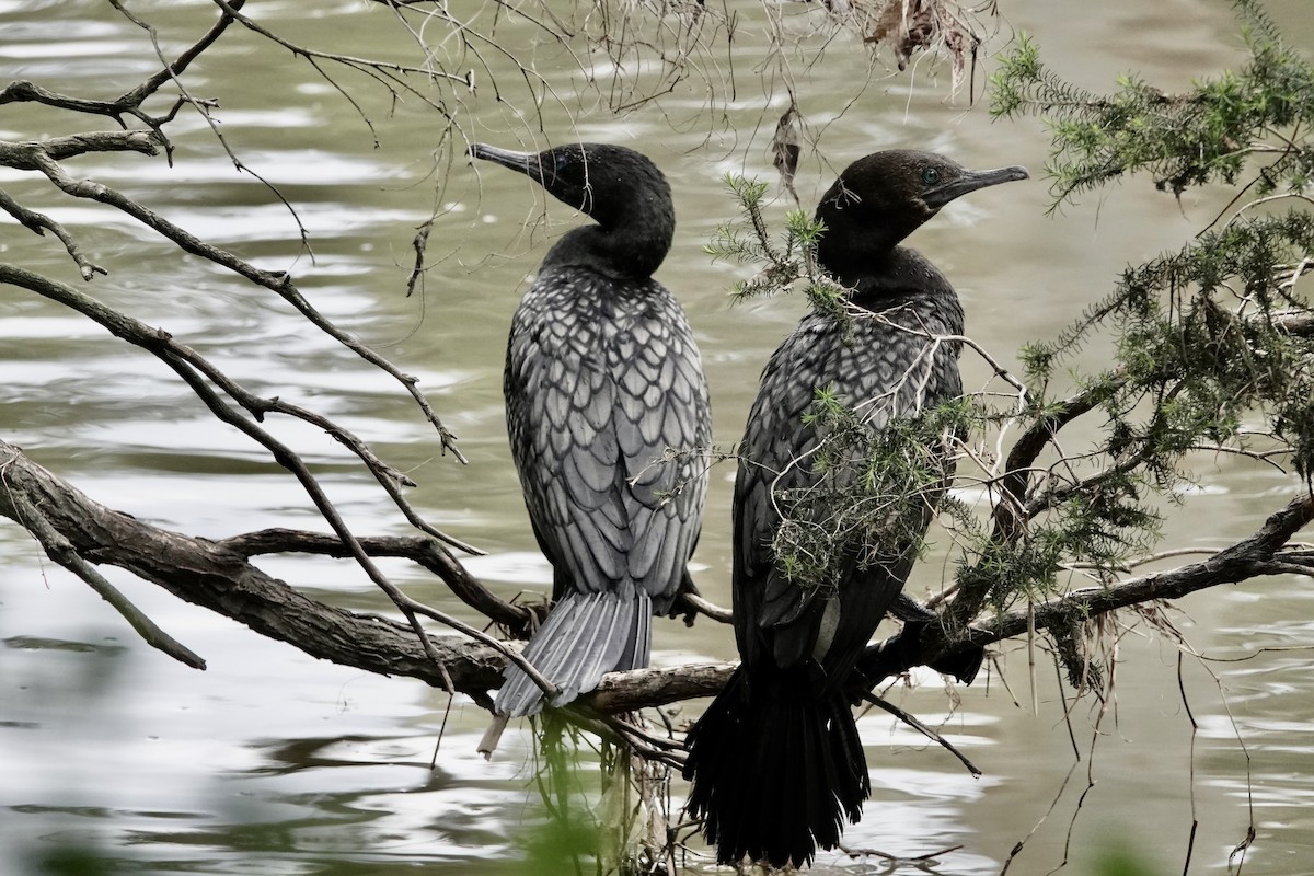 Little Black Cormorant - ML644349073