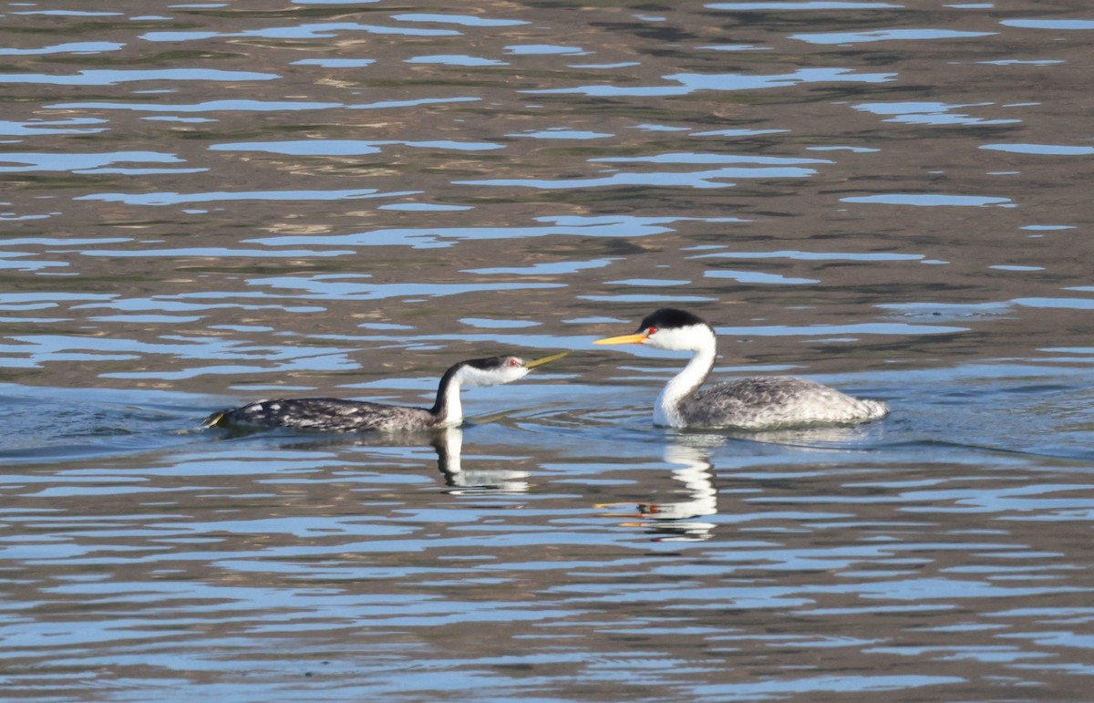 Clark's Grebe - ML644349074