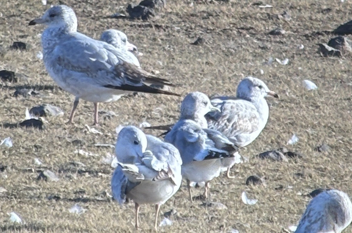 Short-billed Gull - ML644349076