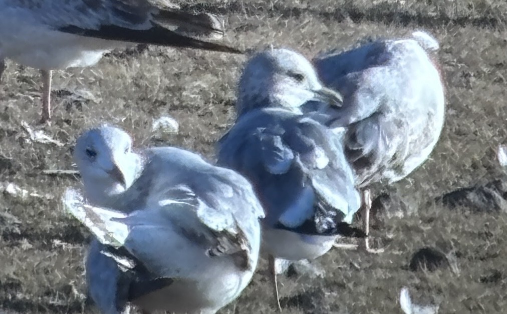 Short-billed Gull - ML644349077