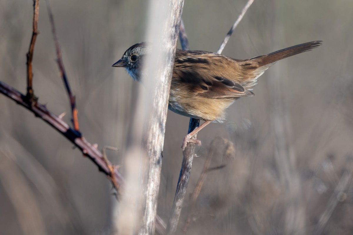 Swamp Sparrow - ML644349078