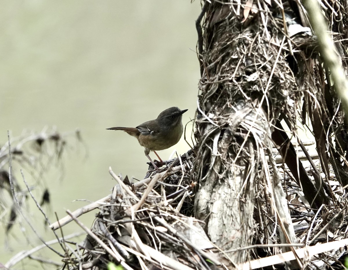 White-browed Scrubwren - ML644349080