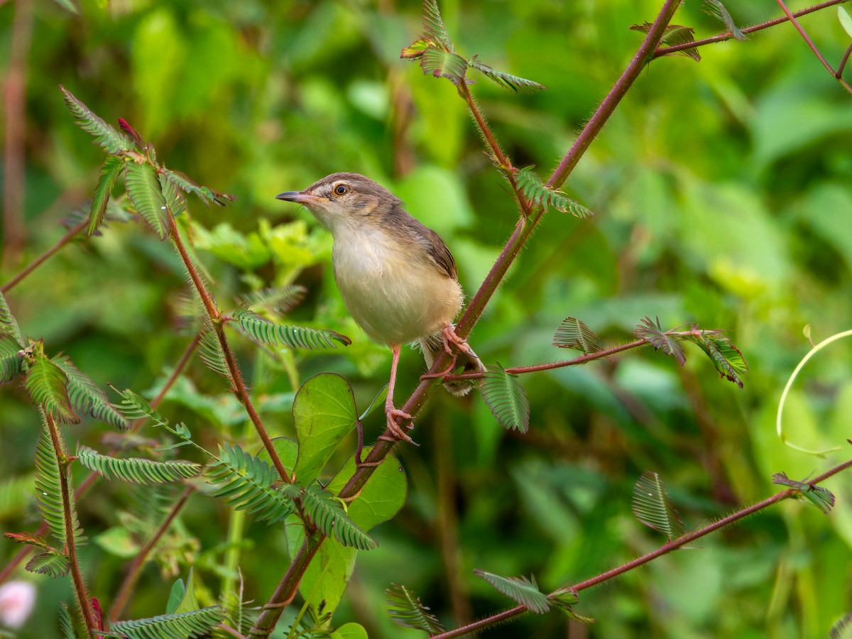 褐頭鷦鶯 - ML644349081