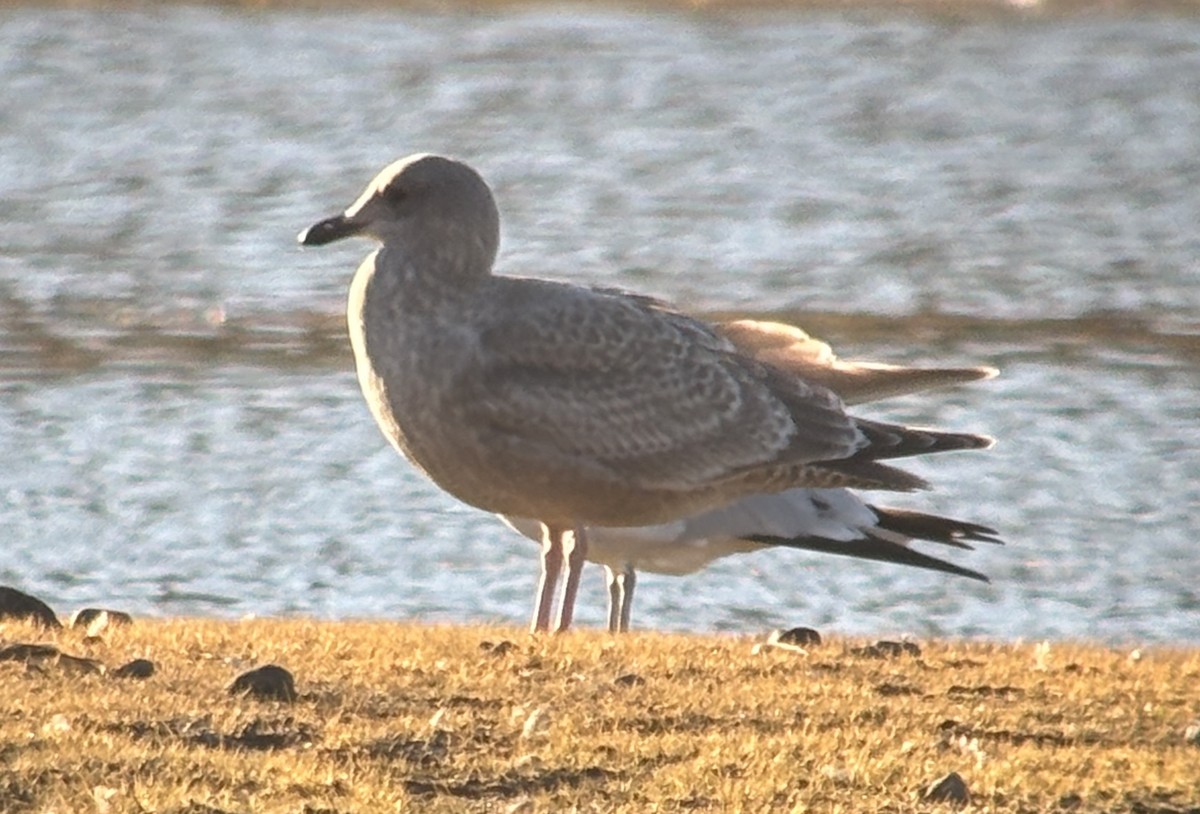 Kaio hegalzuria (thayeri) - ML644349082