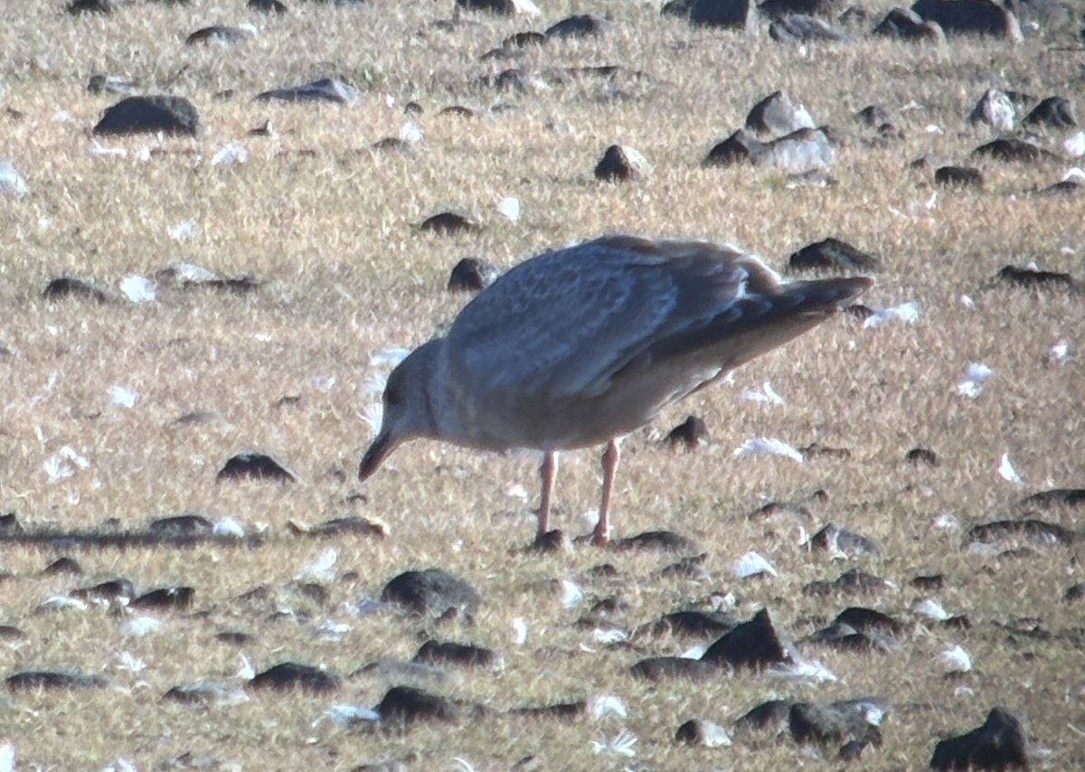 Kaio hegalzuria (thayeri) - ML644349083