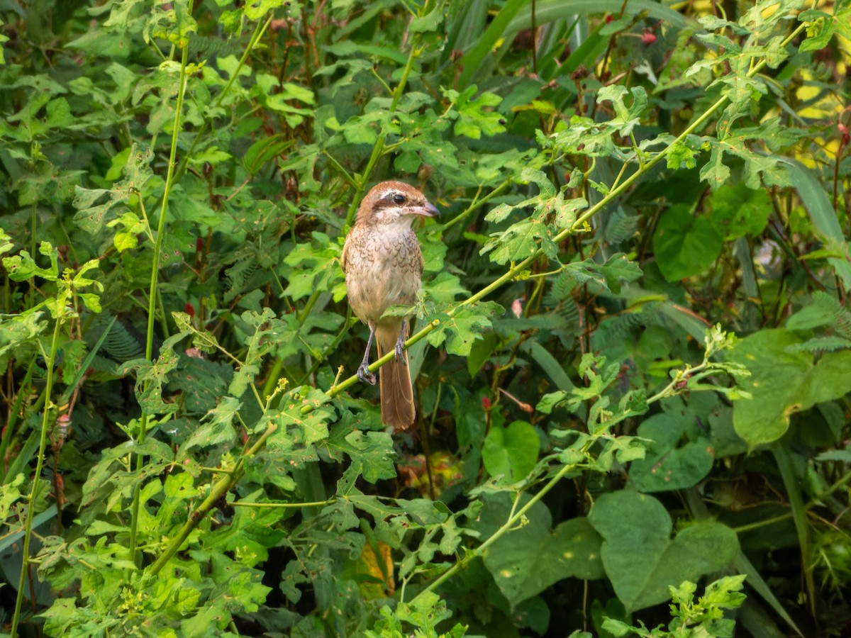 紅尾伯勞 - ML644349084