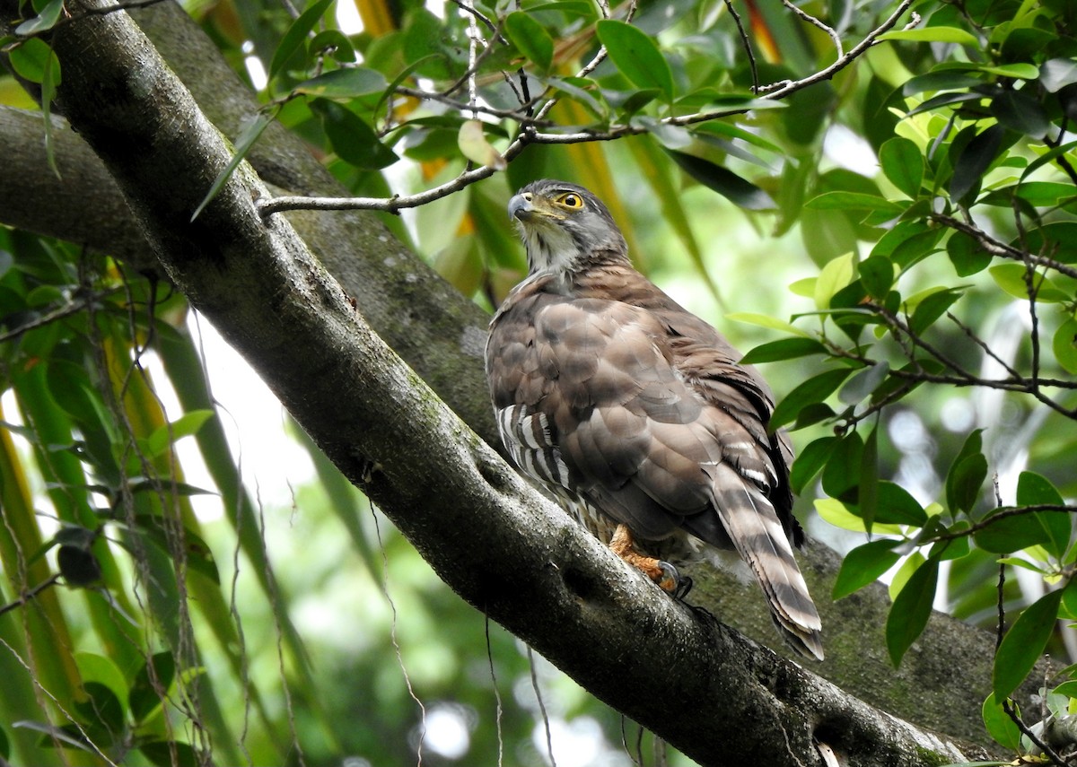 鳳頭蒼鷹 - ML644349085