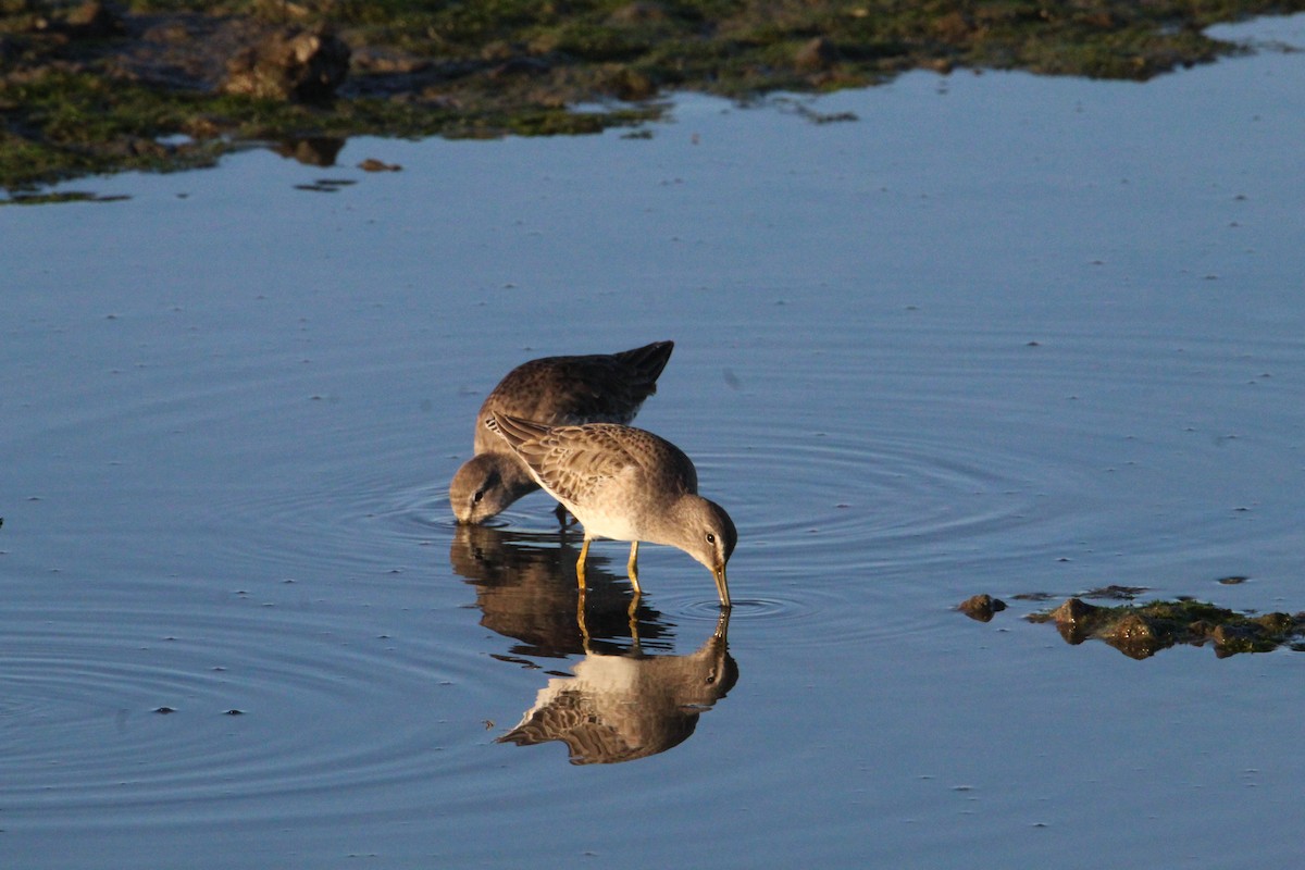 長嘴半蹼鷸 - ML644349086