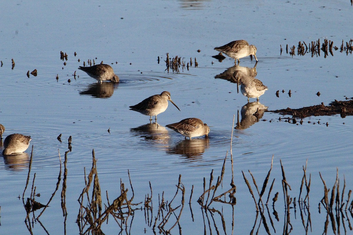 長嘴半蹼鷸 - ML644349087
