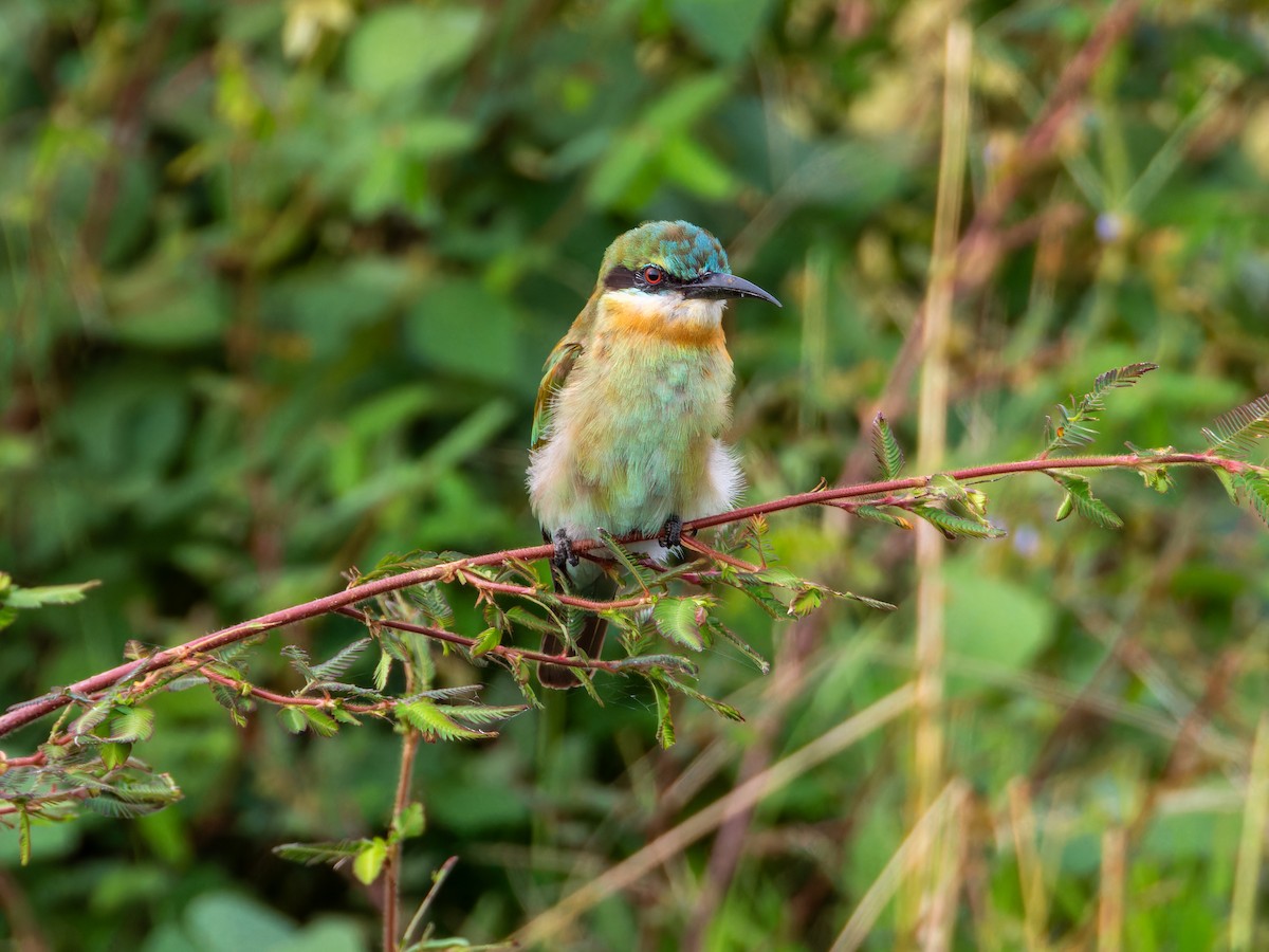 栗喉蜂虎 - ML644349088